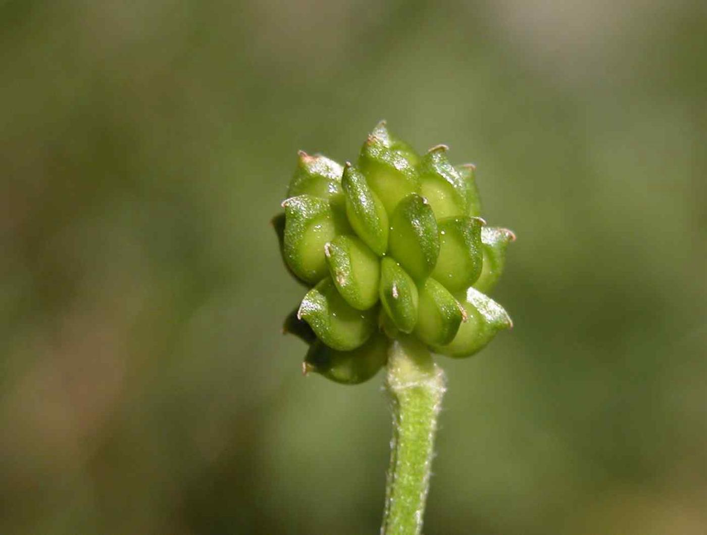 Buttercup, Meadow fruit